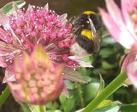 bee1