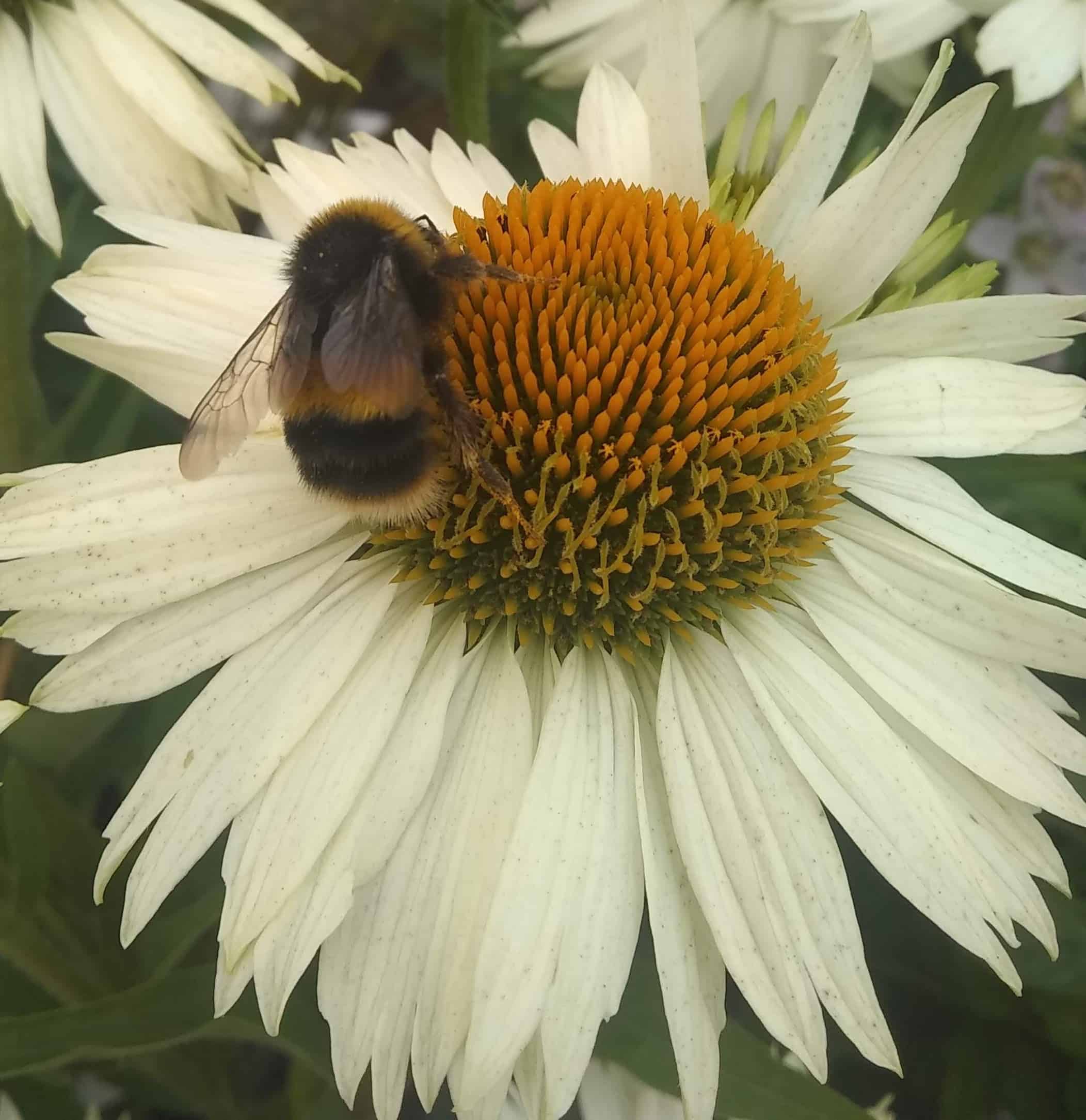 bee2
