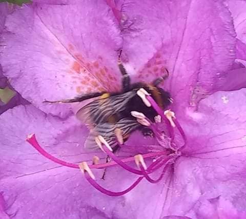 bee7