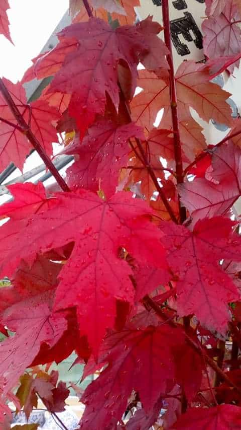 oct-autumncolour1