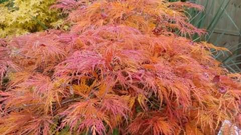 oct-autumncolour2