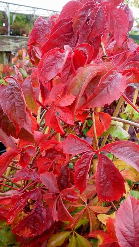 oct-autumncolour3