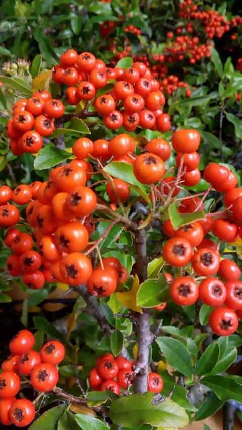 oct-berry1