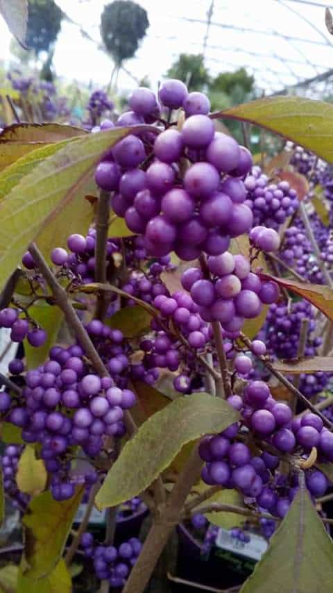 oct-berry2