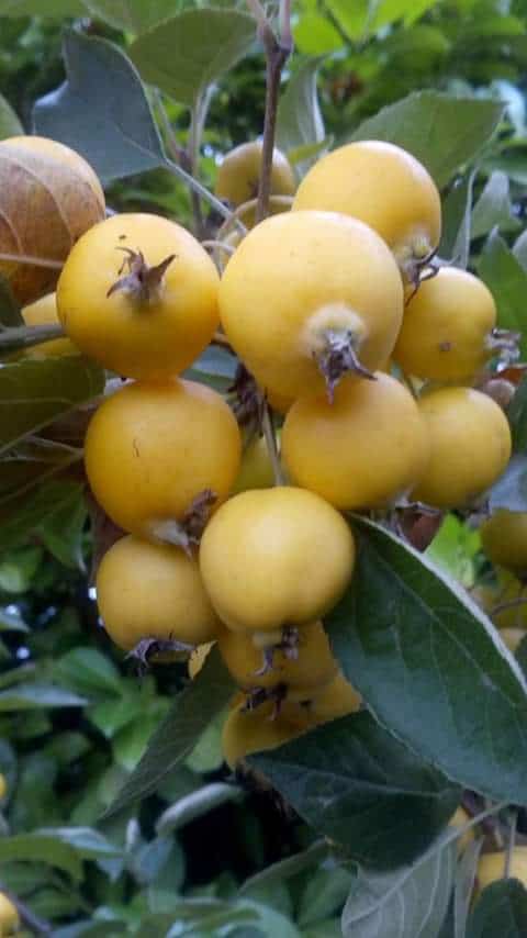 oct-berry3