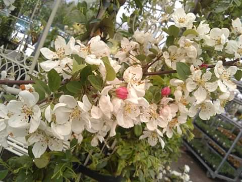 oct-blossom1