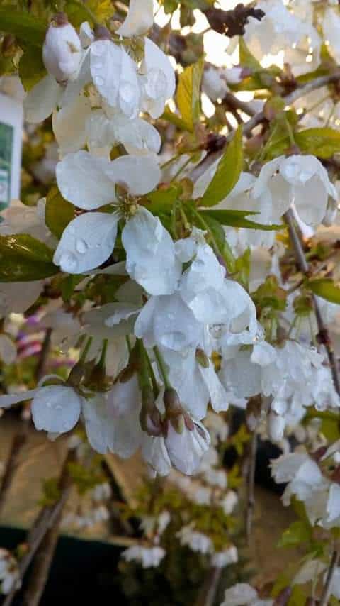oct-blossom2