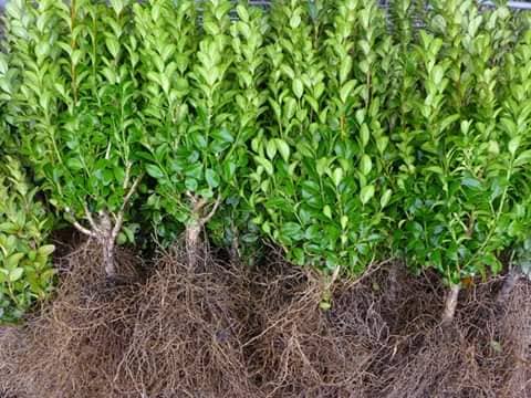 oct-brhedging