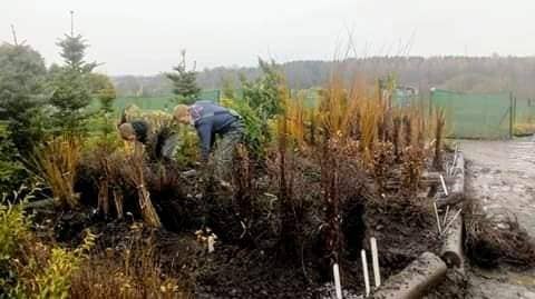 oct-brplanting