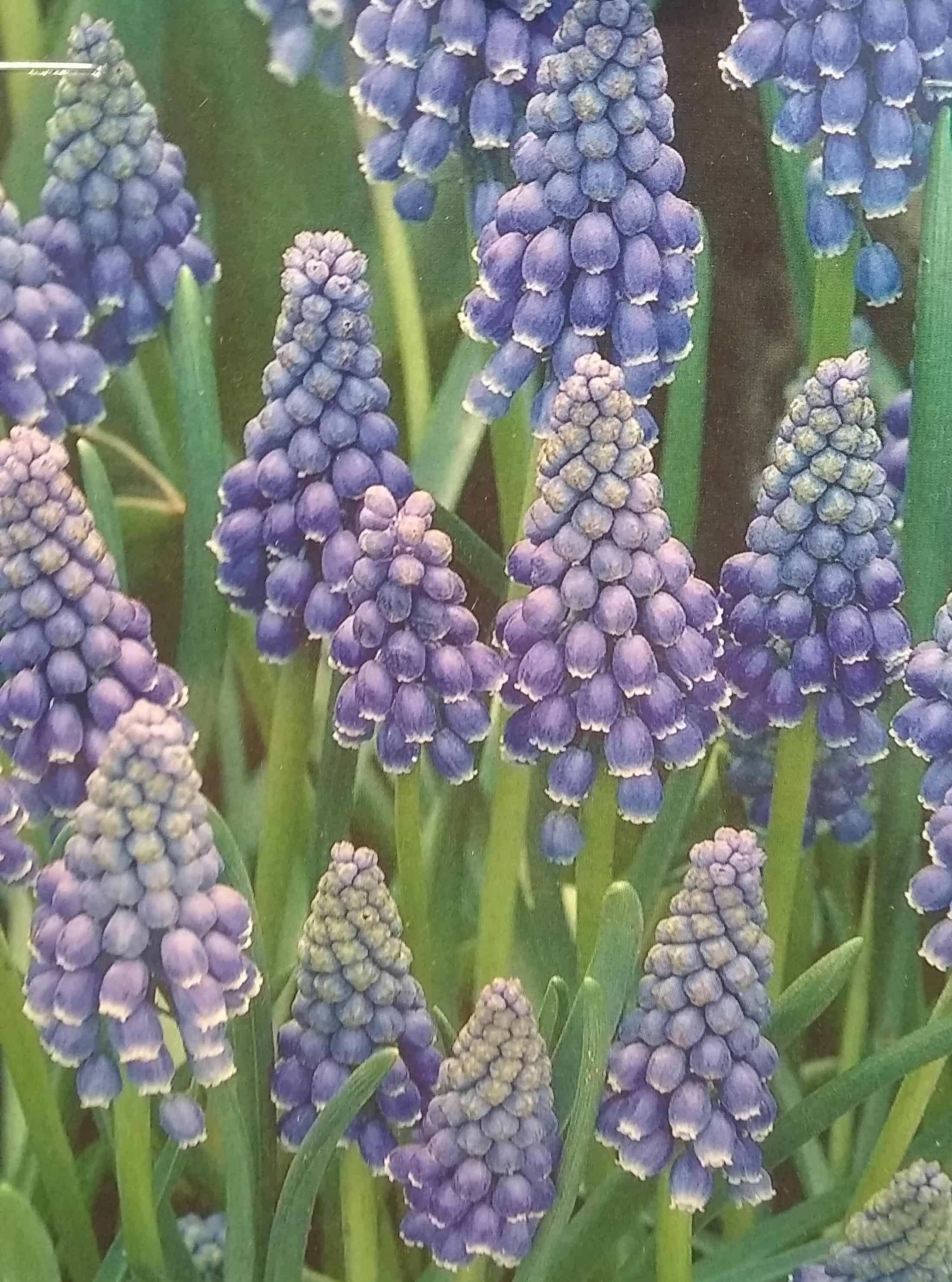oct-bulbs2