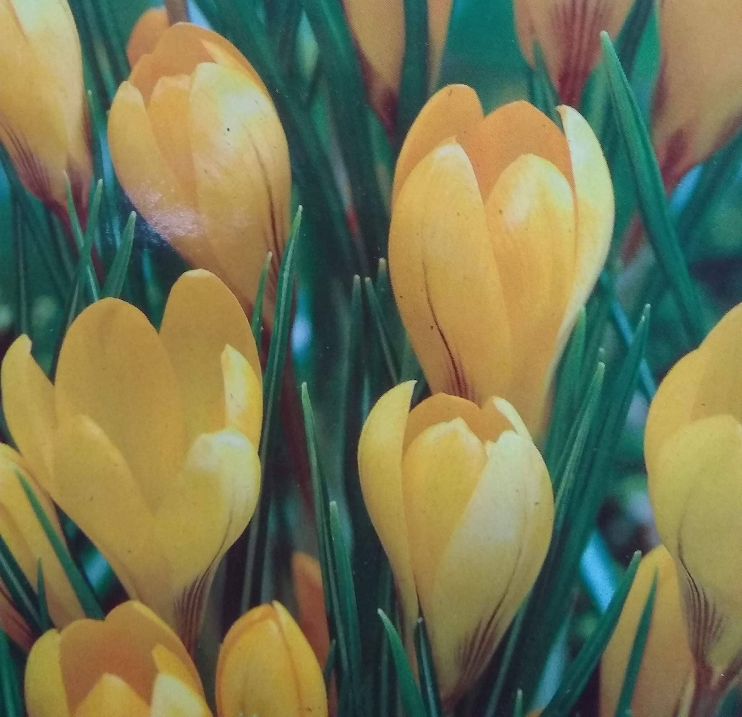 oct-bulbs3