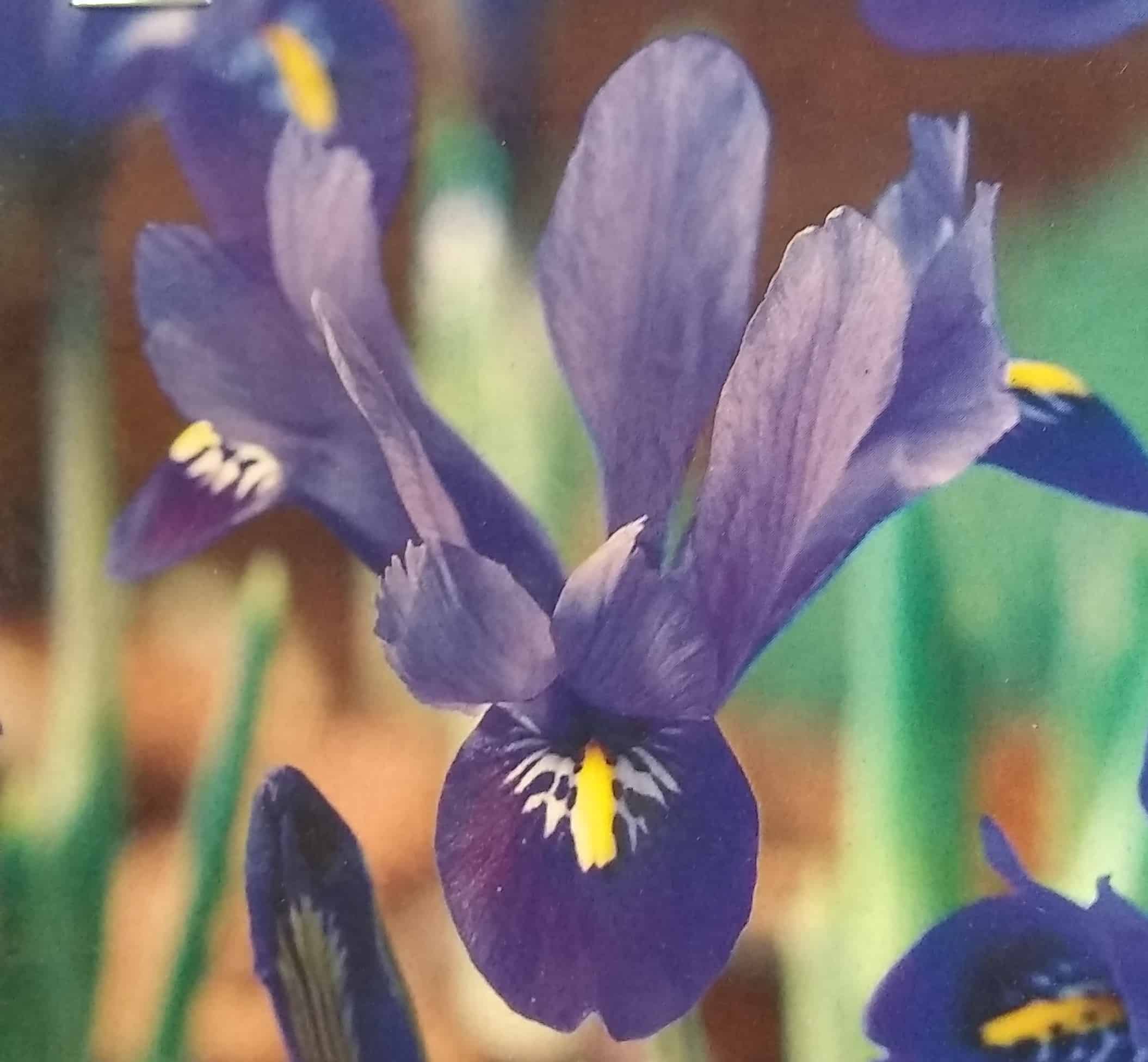 oct-bulbs4