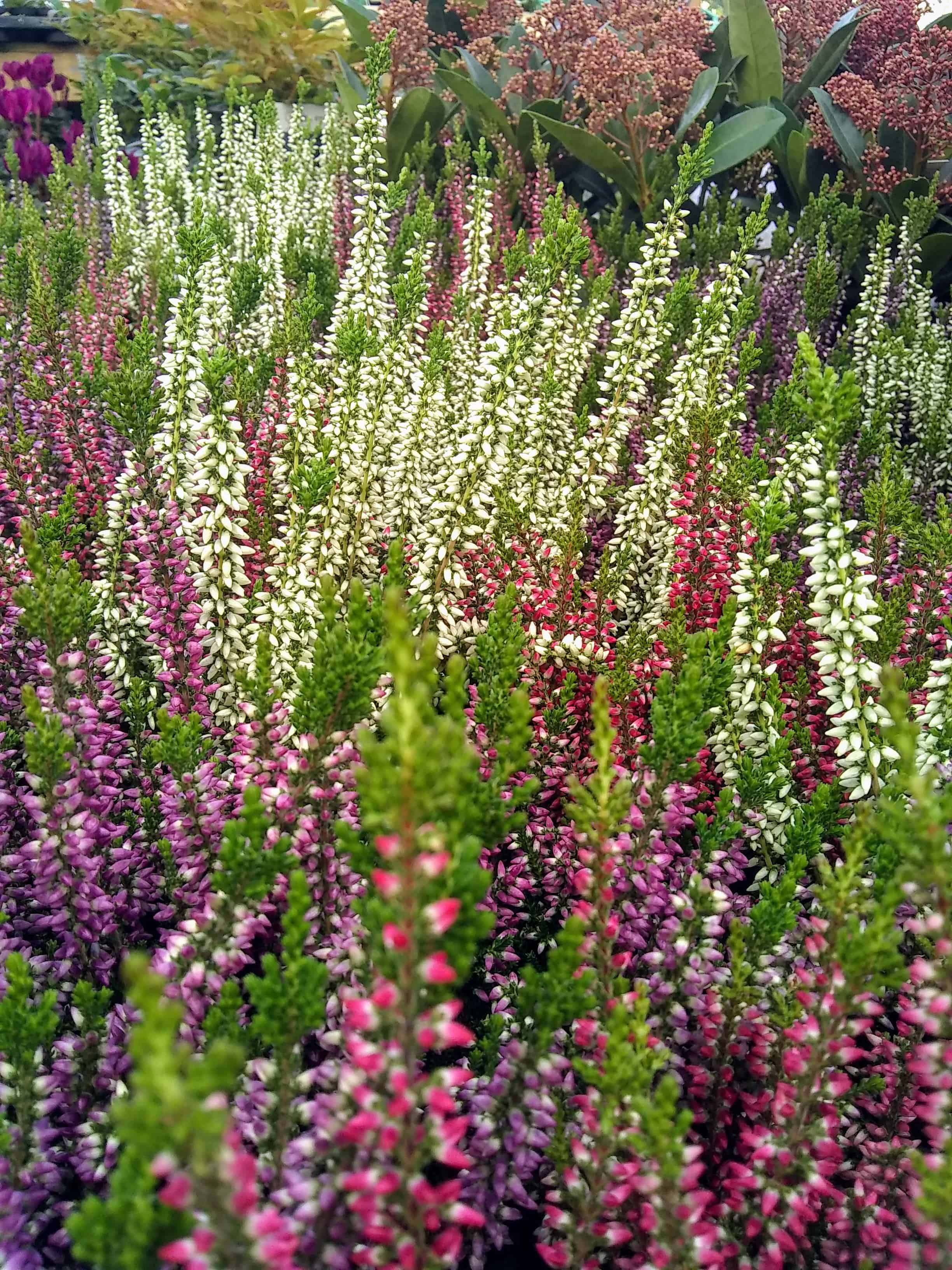 oct-heather1