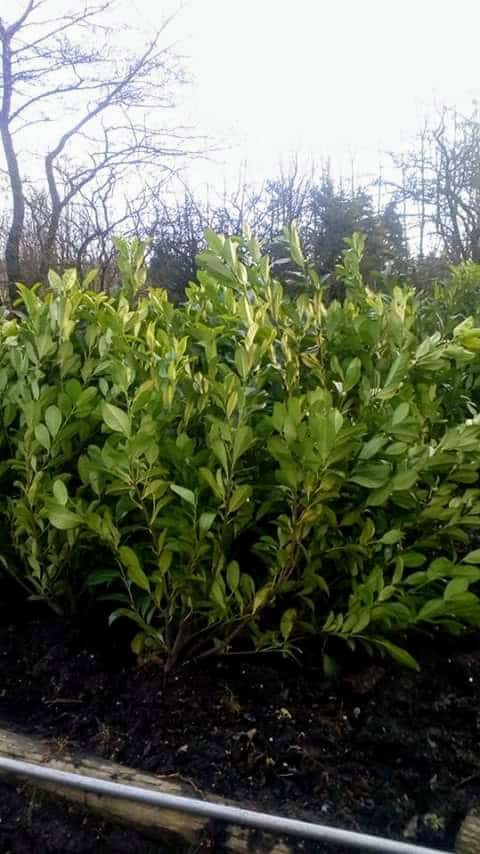 oct-hedgeplanting