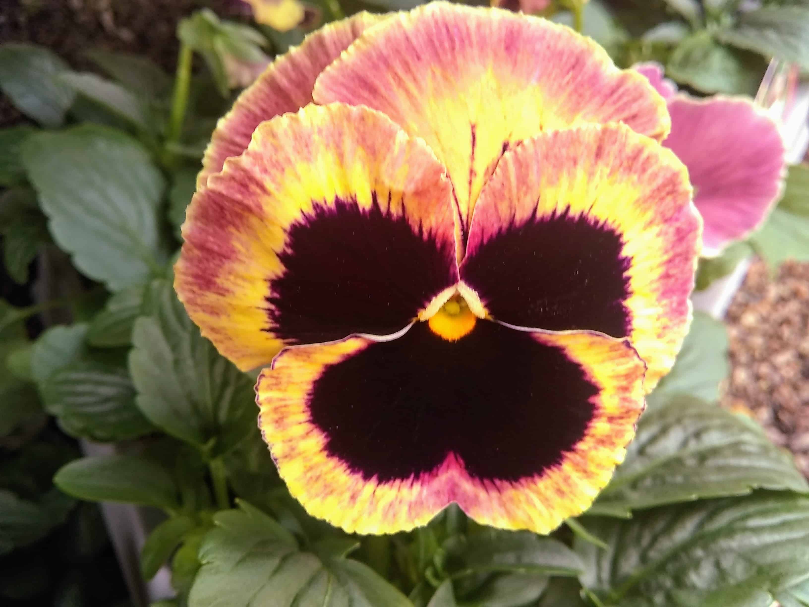 oct-pansy2