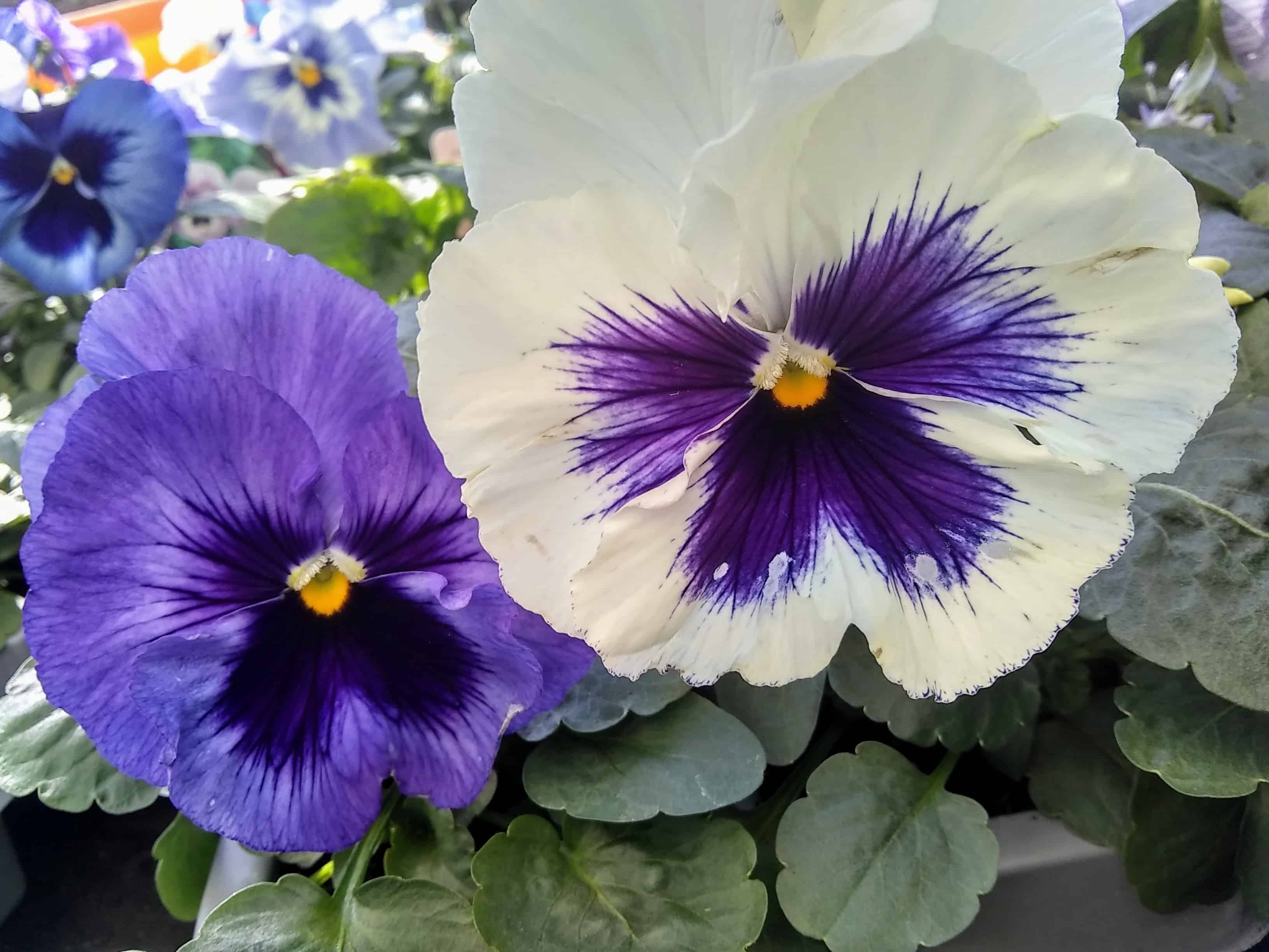 oct-pansy3