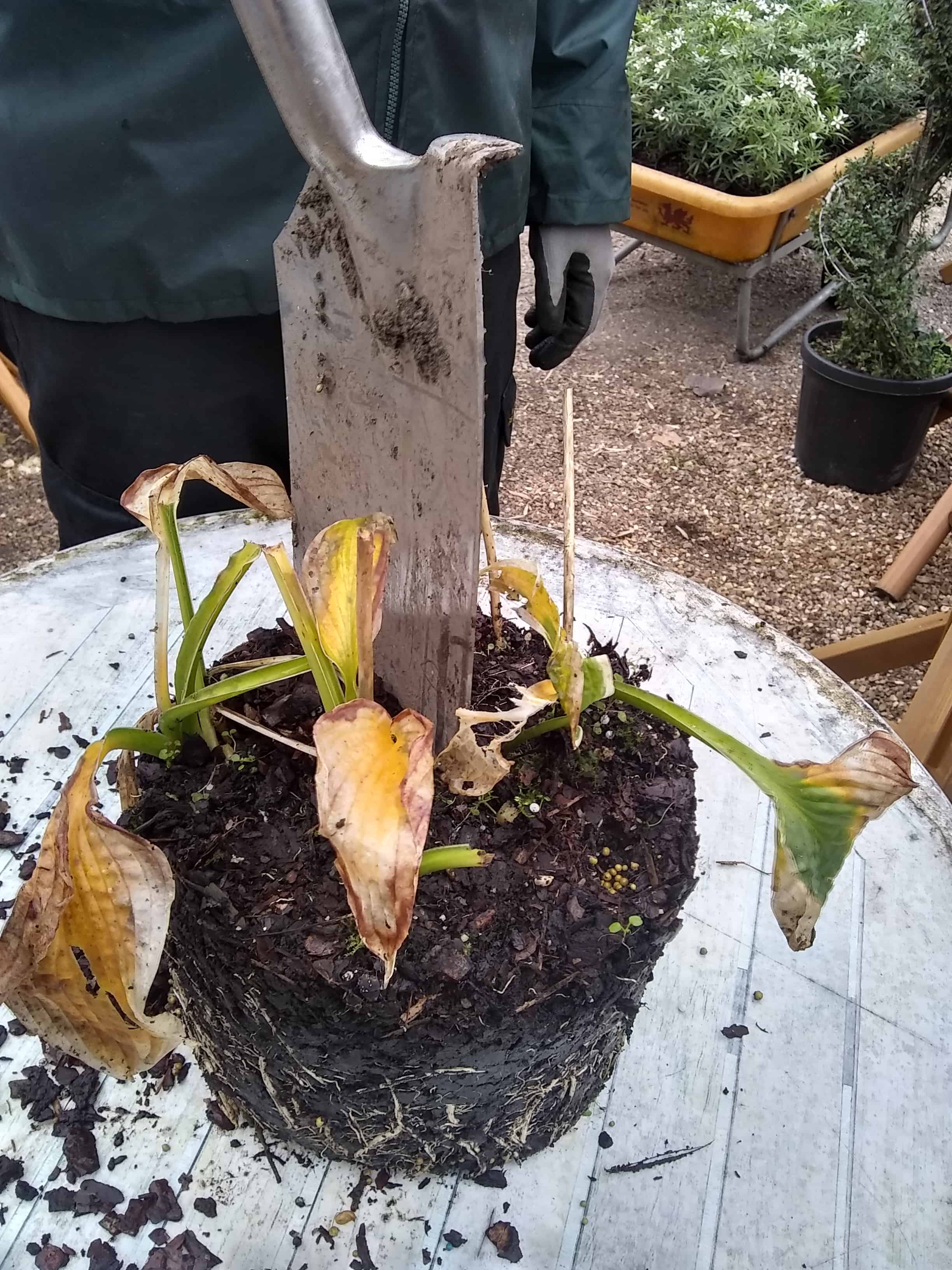 oct-perendividing2