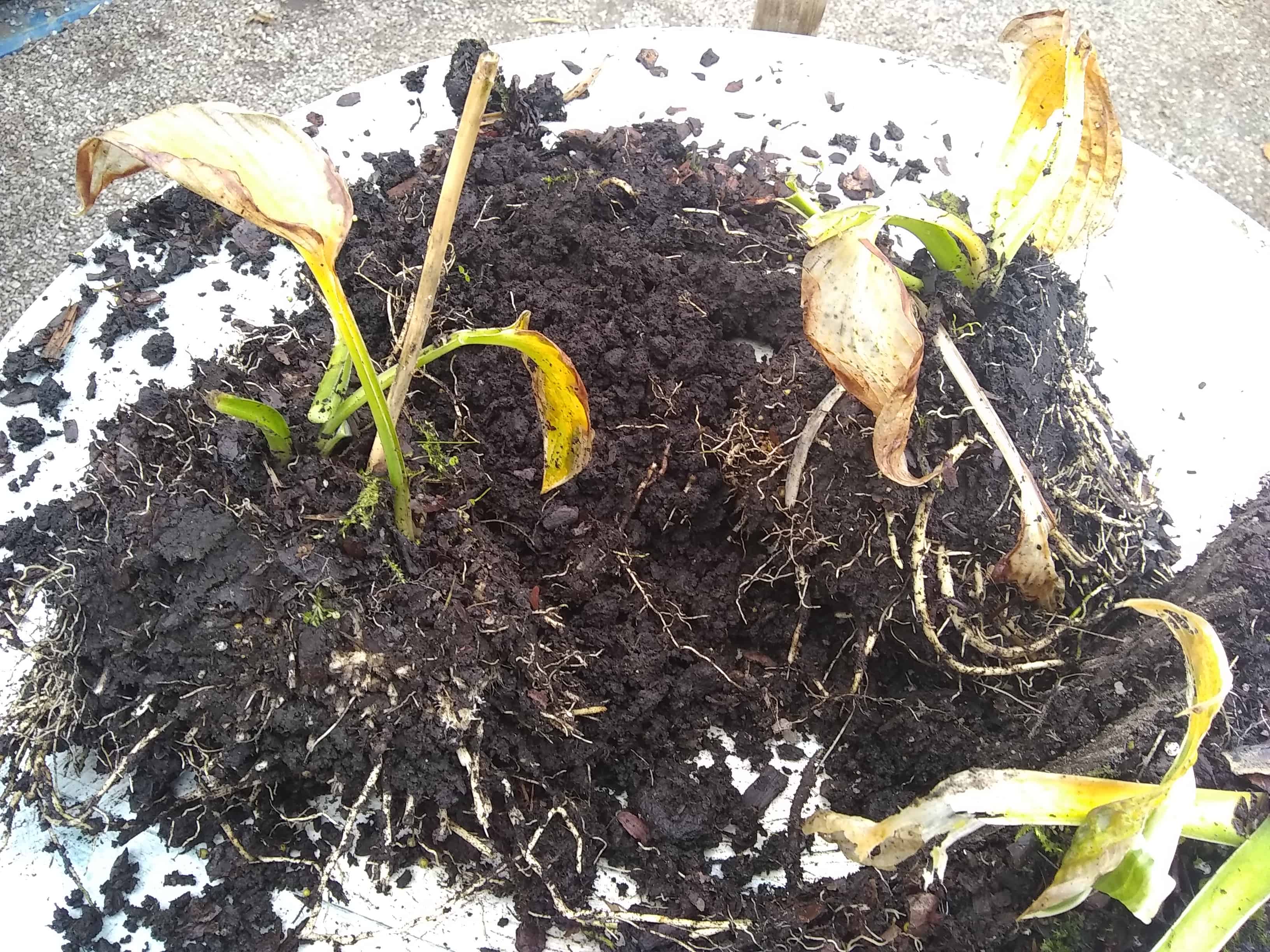 oct-perendividing3