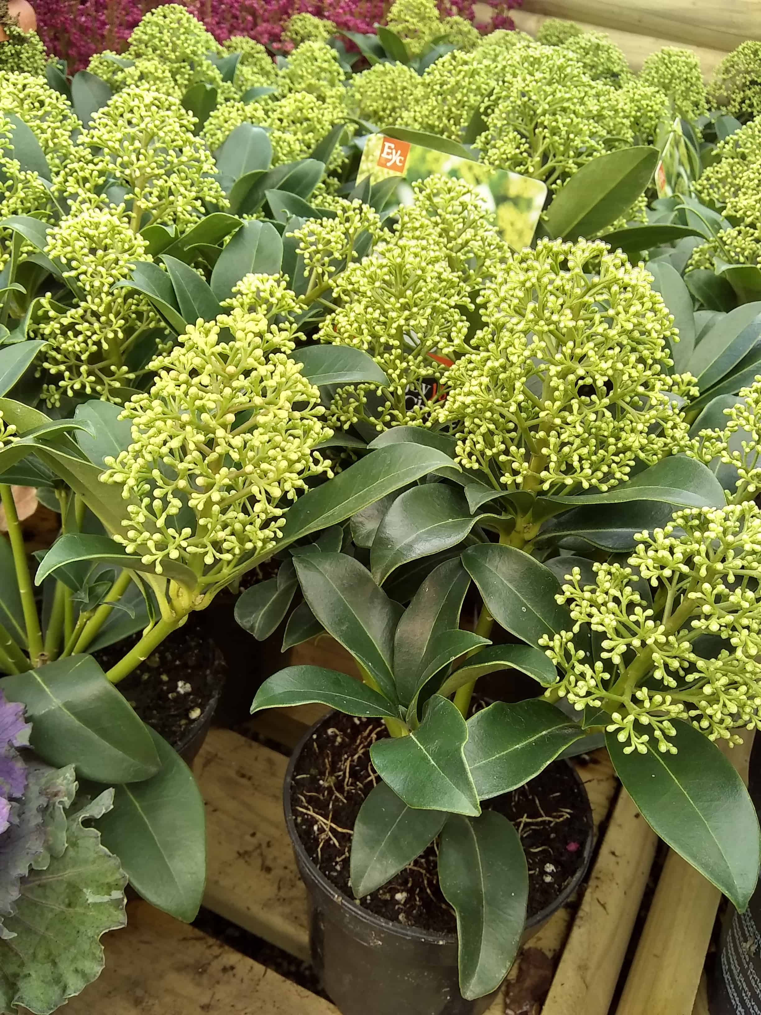 oct-skimmia