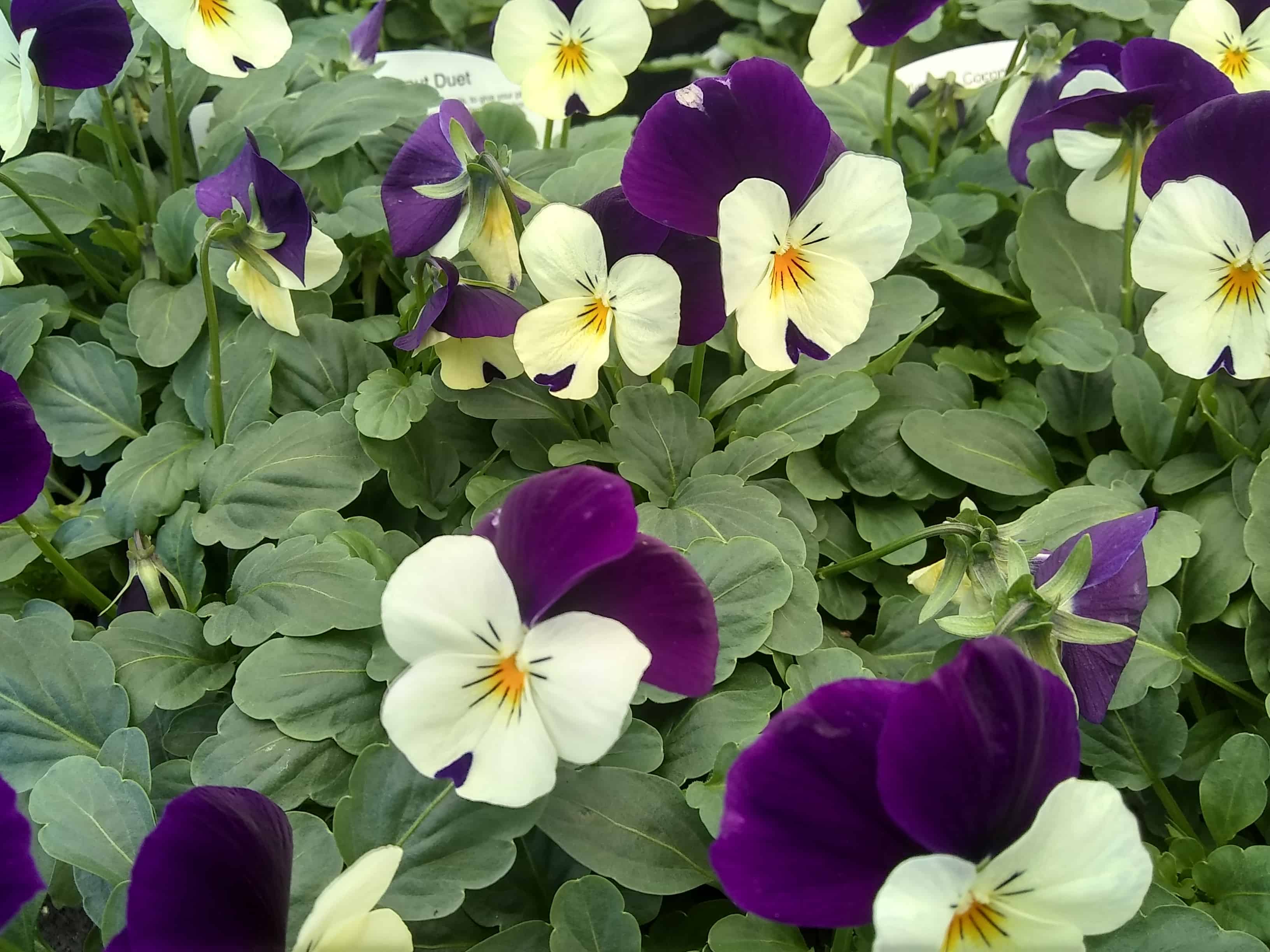 oct-viola2