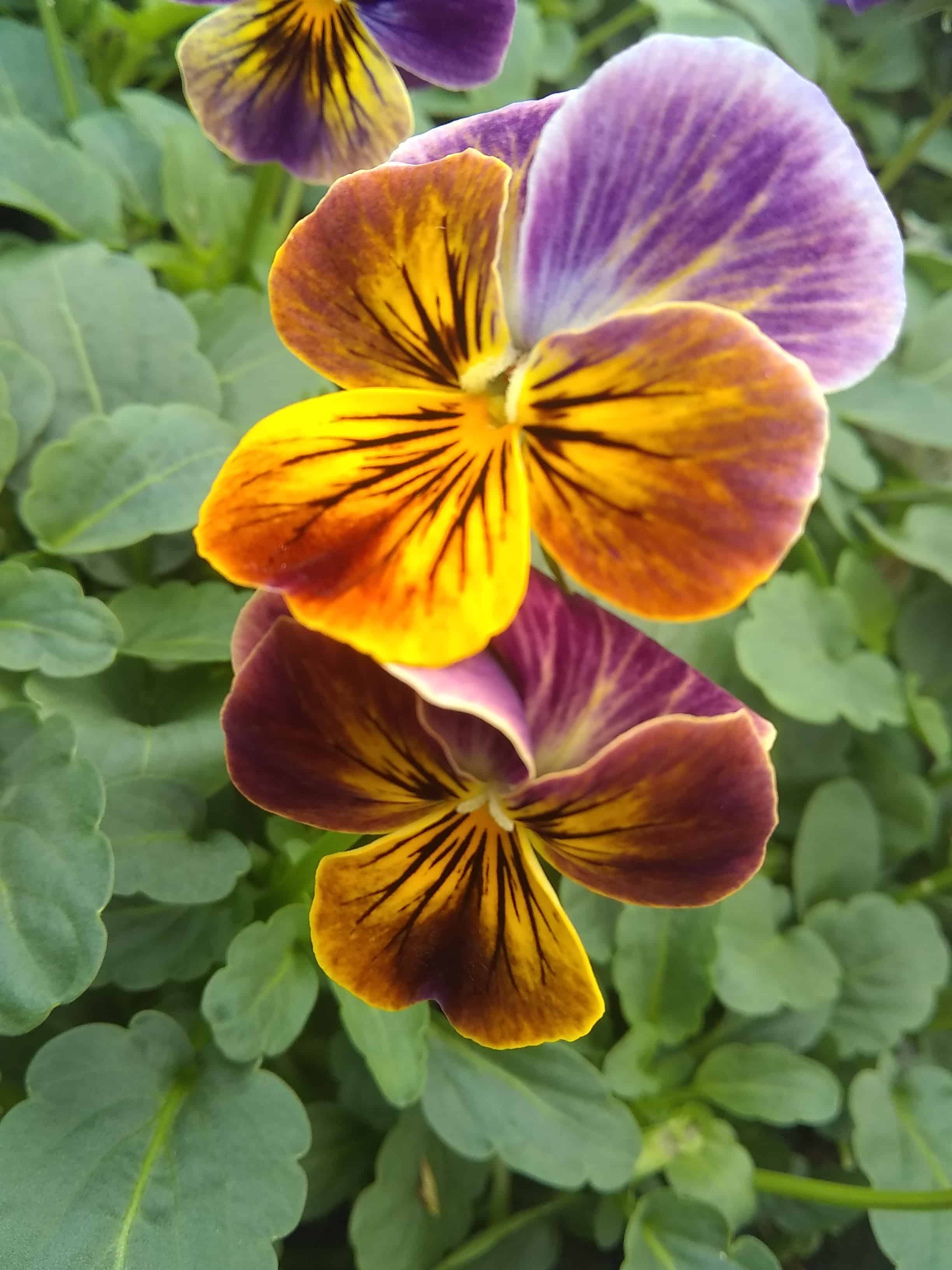 oct-viola3