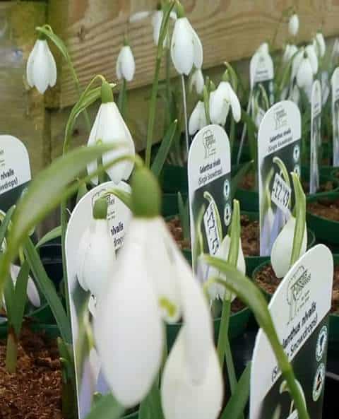 snowdrops