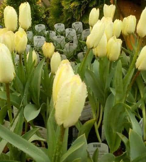 tulip1
