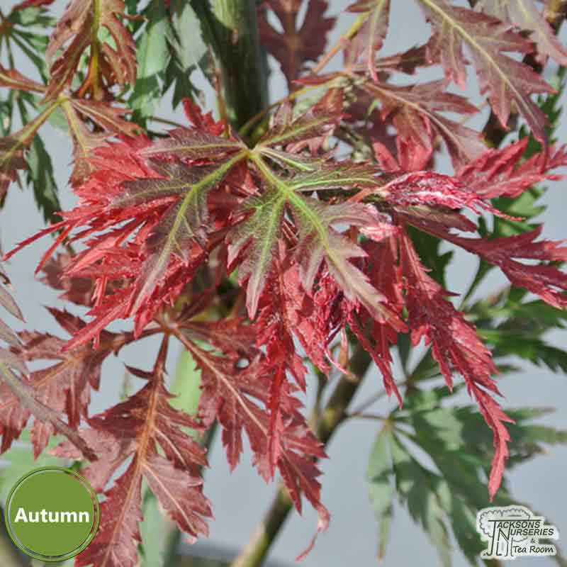 Buy Acer palmatum dissectum Crimson Princess (Japanese Maple) online from J...