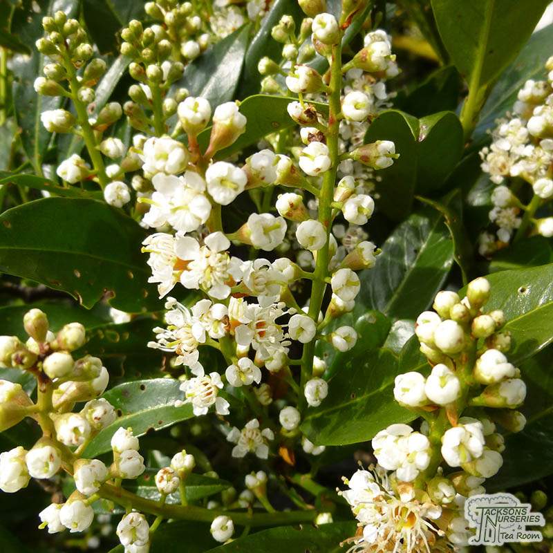 Buy Prunus laurocerasus Otto Luyken (Dwarf Laurel) in the UK