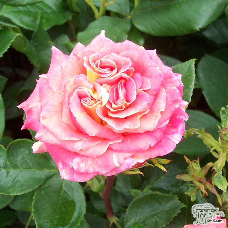 Buy Rosa With Thanks (Hybrid Tea Rose) in the UK