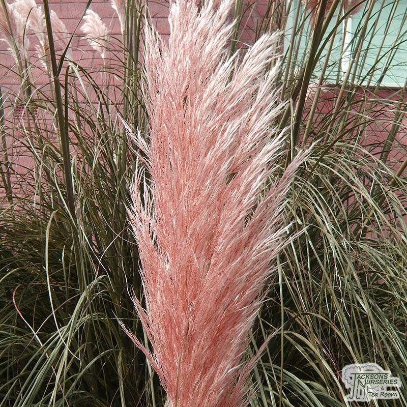 Buy Cortaderia selloana Rosea (Pink Pampas Grass) in the UK