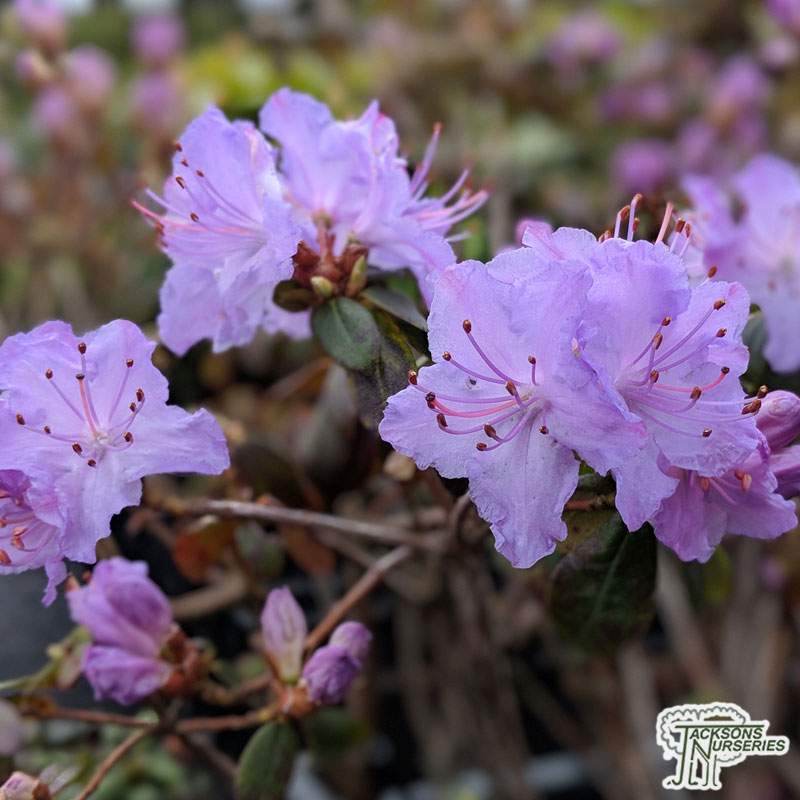 Buy Rhododendron Blue Diamond (Rhododendron) in the UK