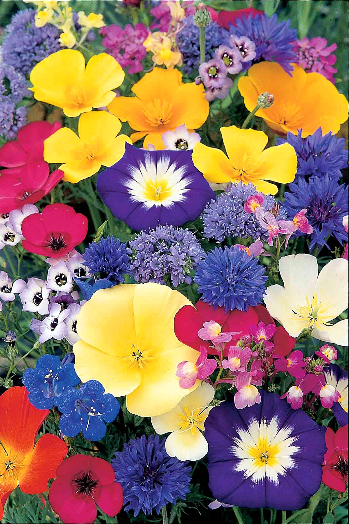 Little Growers Creepy Crawly Mix Flower Seeds for Kids (Unwins