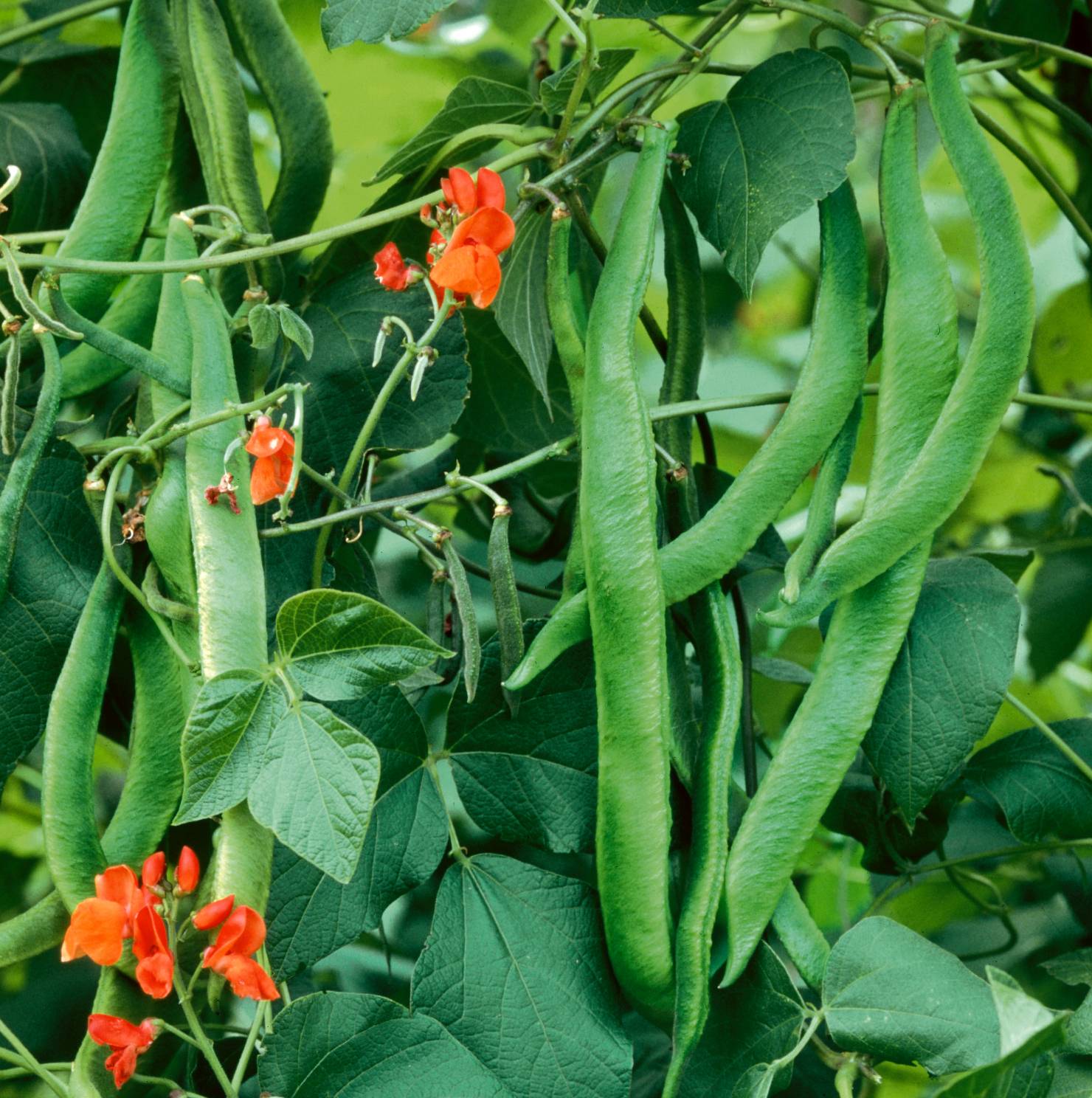 Runner Bean Scarlet Emperor Vegetable Seeds (Unwins) - Jackson's Nurseries
