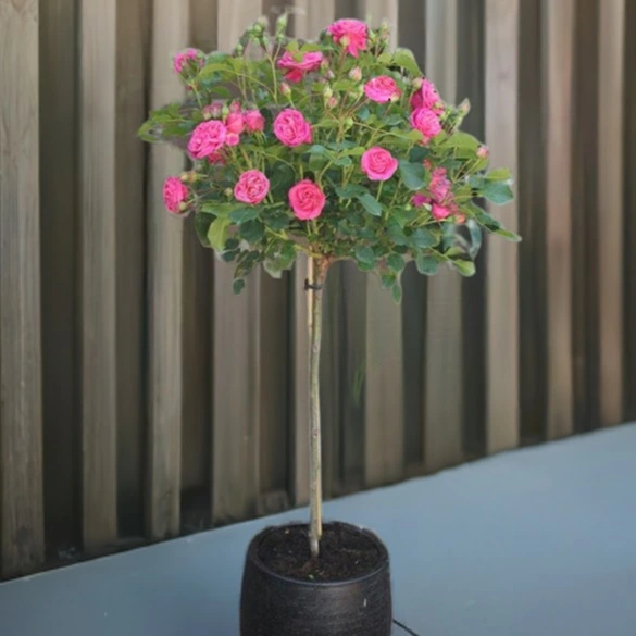 Rose 'Special Anniversary' Standard Rose Tree - Buy Online