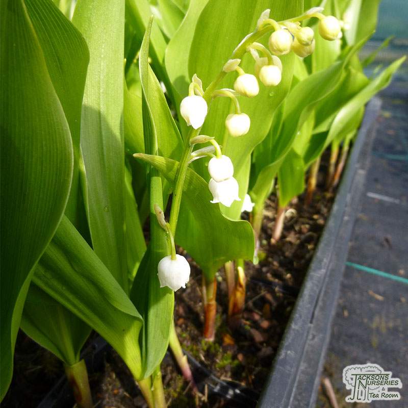 12 Lilies of The Valley Bulbs, Lilies of The Valley Plants Bareroot for  Planting Outdoor Garden