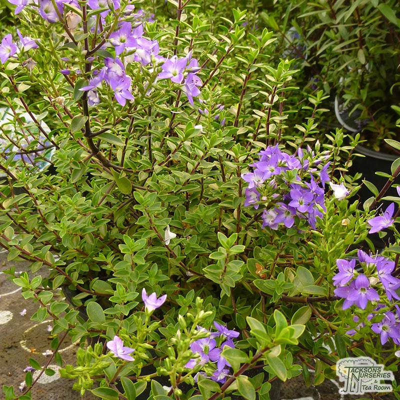 Buy Hebe Youngii Carl Teschner (Shrubby Veronica) in the UK