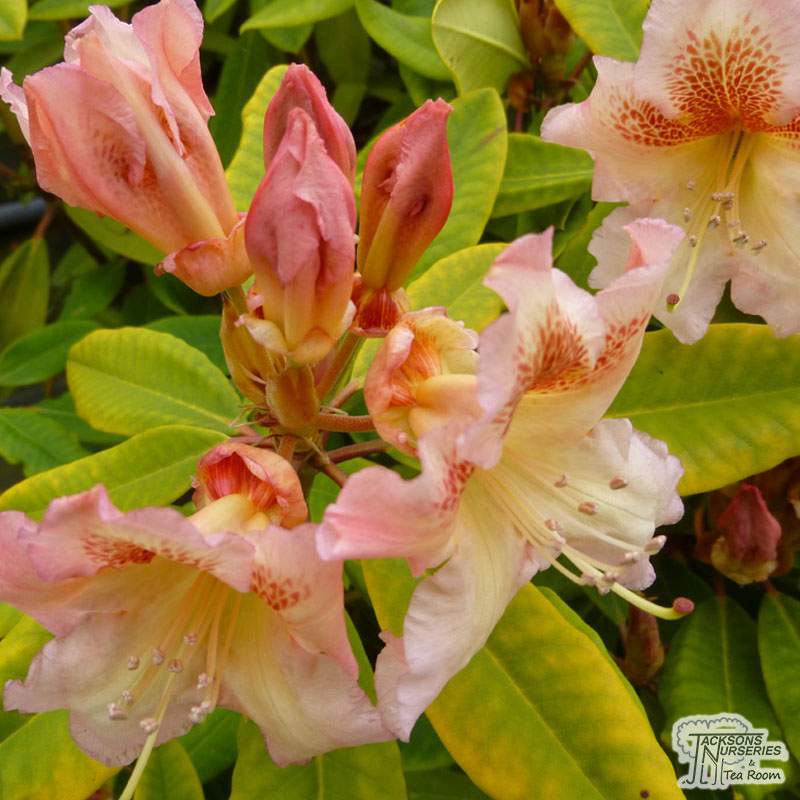 Rhododendron  Bernstein Evergreen shrub Yellow Flowers 5  Litre pot 