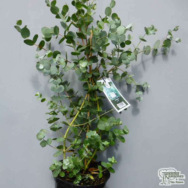 Buy Eucalyptus gunnii (Gum Tree (Cider Gum)) in the UK