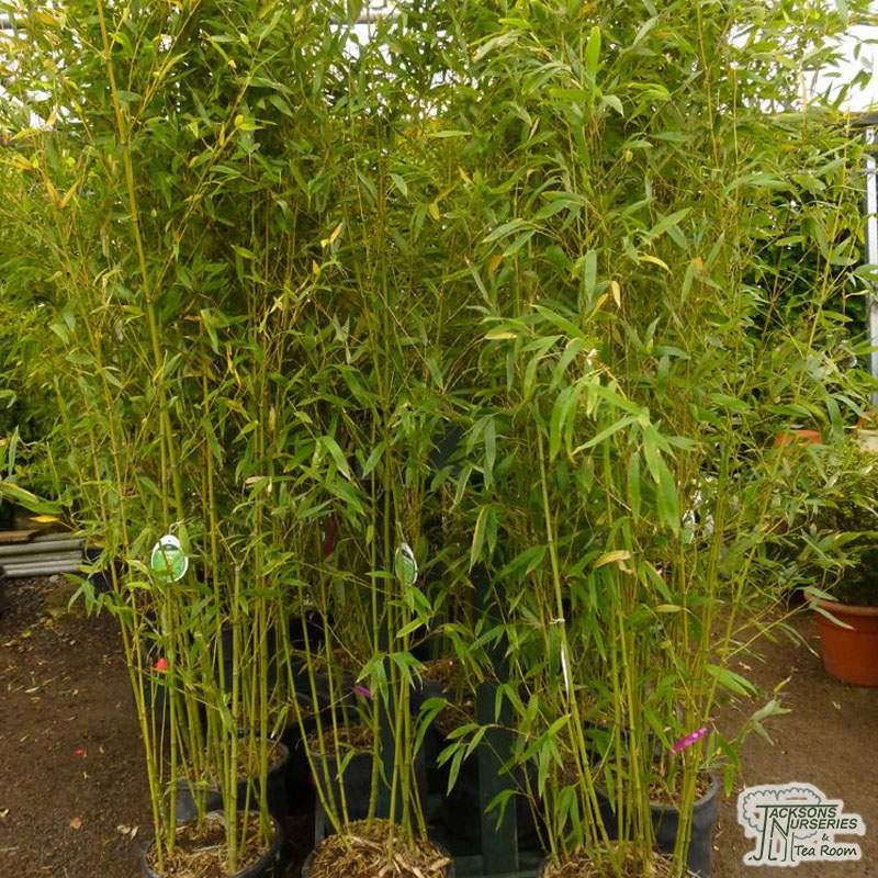 Buy Golden Bamboo (Phyllostachys aurea) for UK delivery