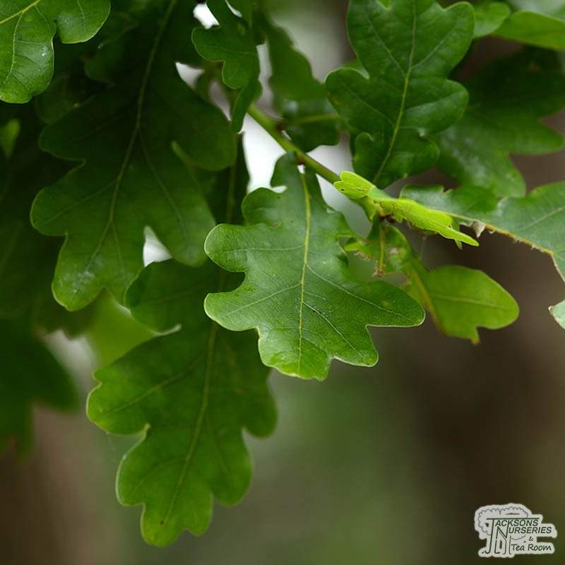 Buy Common Oak Tree (Quercus robur) for UK delivery - Jackson's Nurseries