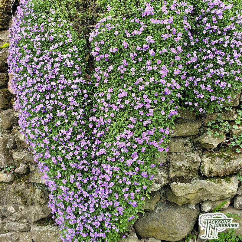 purple aubrieta cascade aubretia plants plant