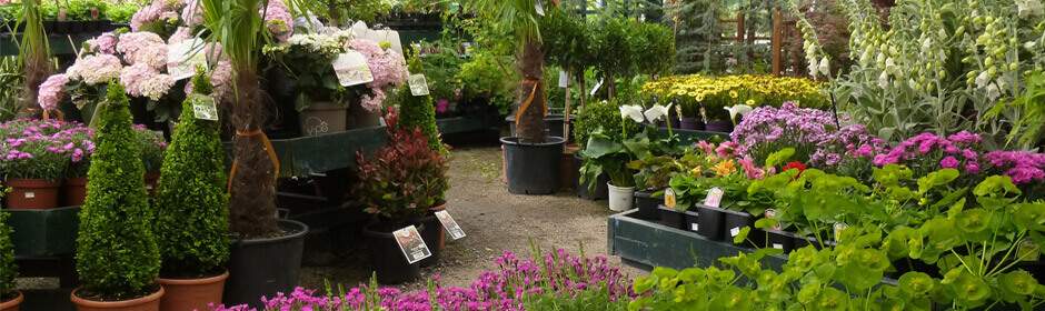 The Garden Centre at Jacksons Nurseries in Bagnall, Staffordshire