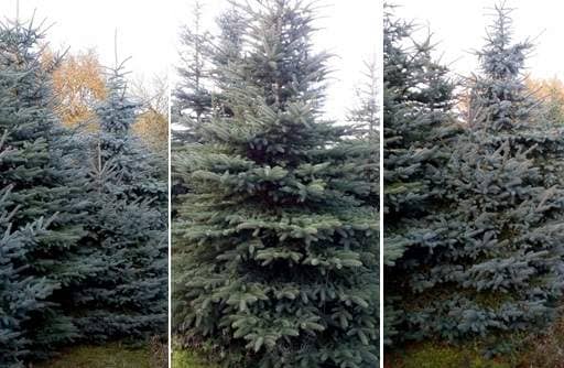Blue Spruce trees in field