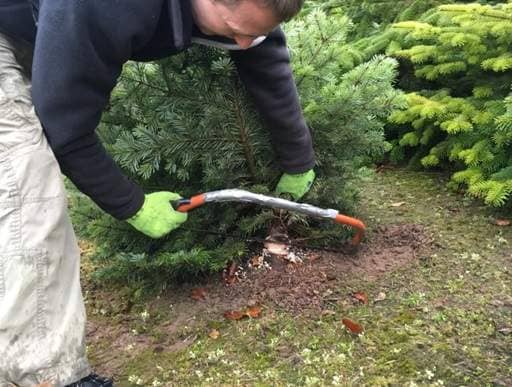 Luke cutting Christmas tree