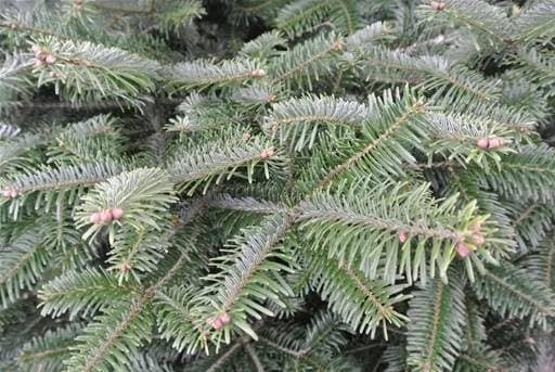 Fresh green needles