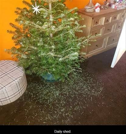 Christmas tree daily shed