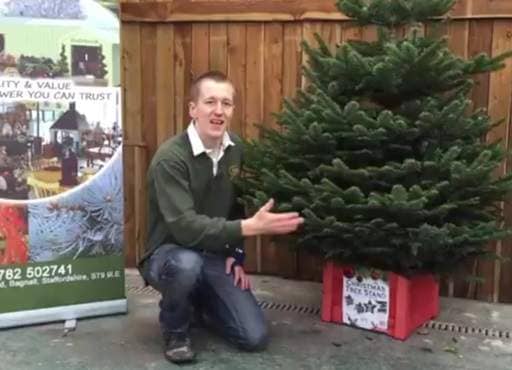 Nordman Fir broad base