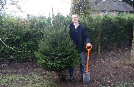 Recycling Christmas tree
