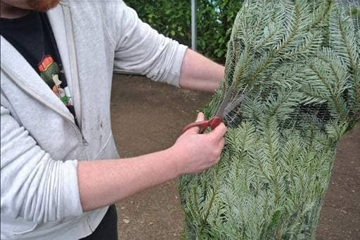 Removing netting from Christmas tree